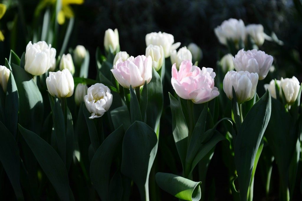 Тысячи тюльпанов расцветут в Александровском саду к маю