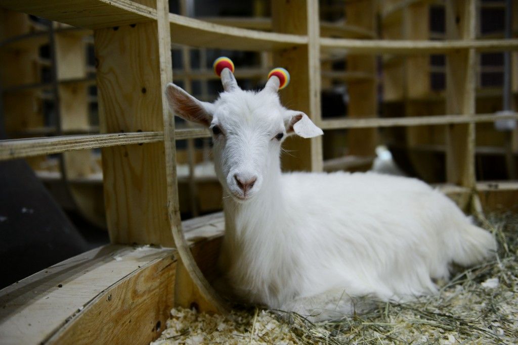 Козлы в зоопарке. Контактный зоопарк. Африканская коза фото. Горный козел зоопарк. Козёл в зоопарке.