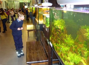 1 Галерея растительных аквариумов в Аптекарском огороде