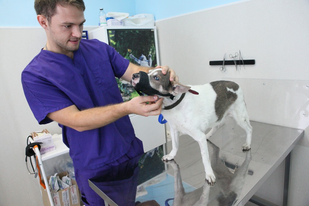 В Москве пройдет бесплатная вакцинация домашних животных