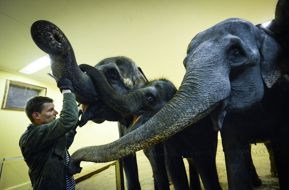 Павильон «Слоны» вновь открылся в Московском зоопарке