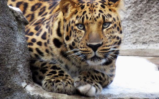 Дальневосточный леопард приехал в зоопарк Москвы