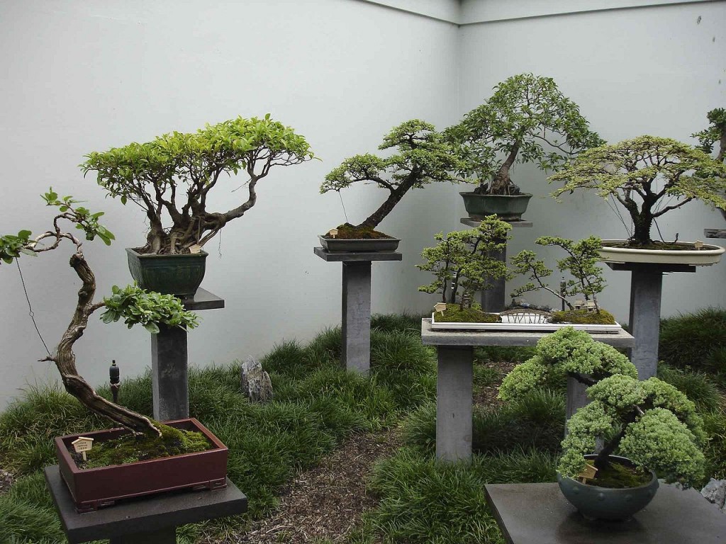 Москвичей научили выращивать японский сад на окне