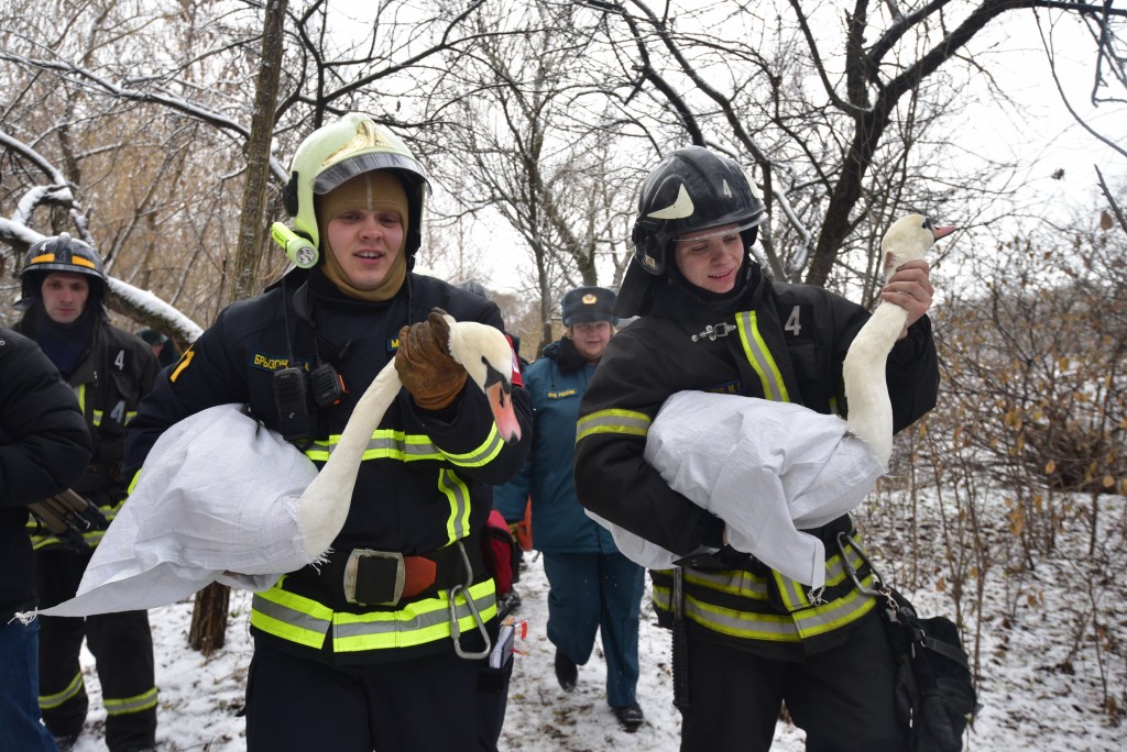 Сотрудники МЧС спасли замерзающую семью лебедей