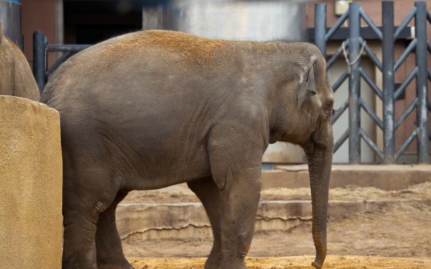 Зоопарк отменит санитарный день в честь школьных каникул