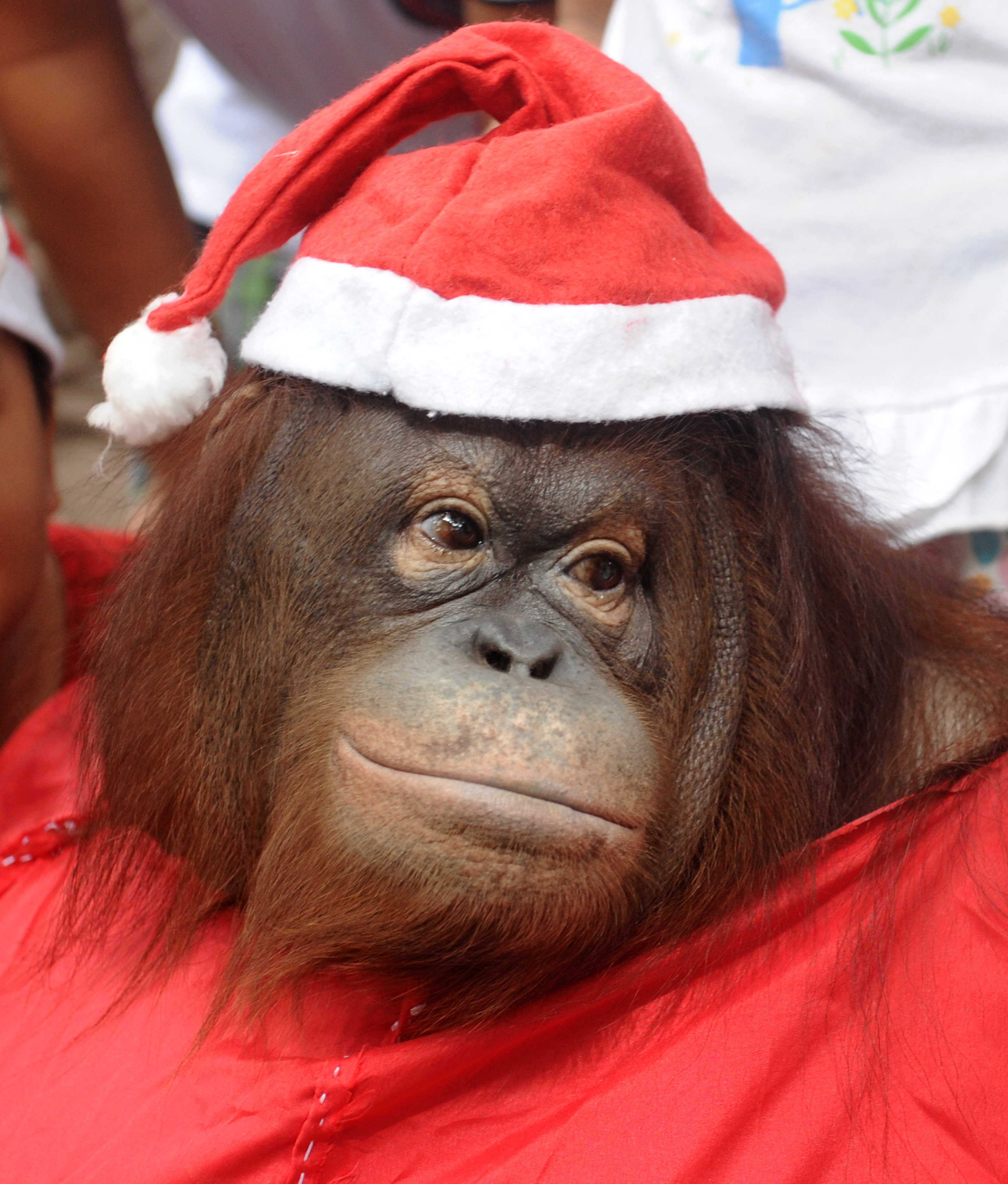 Новый год обезьян. Новогодняя обезьяна. Обезьяна в новогодней шапке. Новогодняя мартышка. Обезьянка в костюме Деда Мороза.