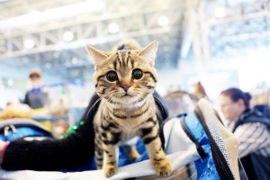 ВНИМАНИЕ: отмена выставки породистых кошек 26 декабря