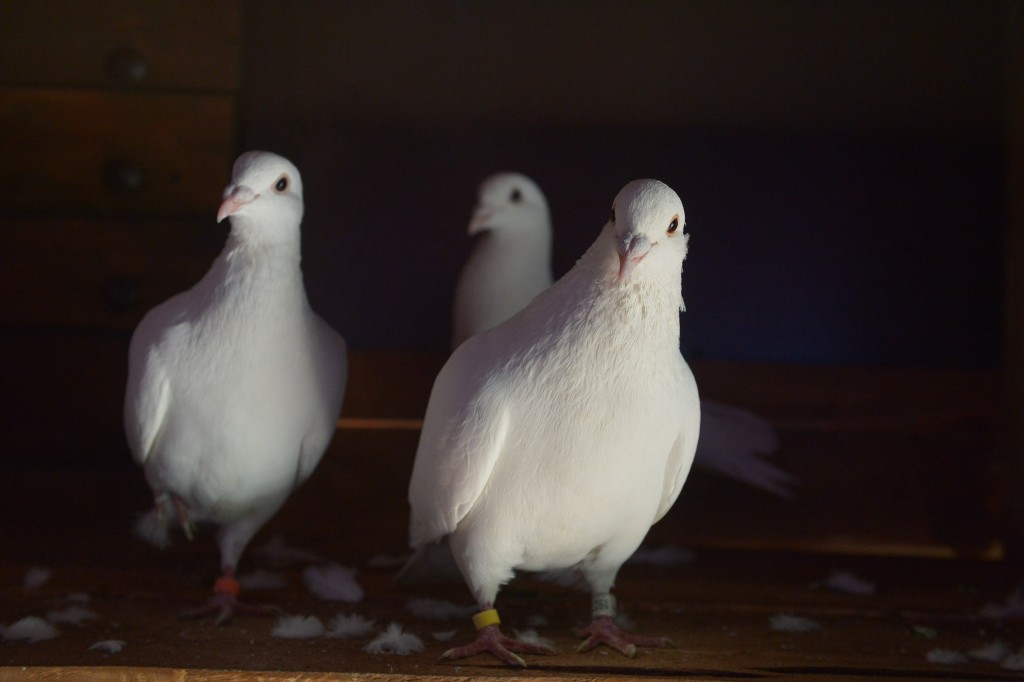 Москвичи смогут сфотографироваться с цветными голубями