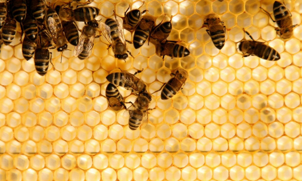 Аномальная зима: в Кузьминском парке проснулись пчелы
