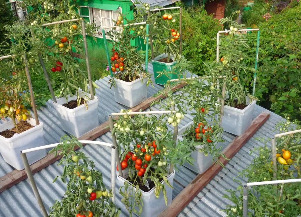 Все о томатах расскажут в Биологическом музее