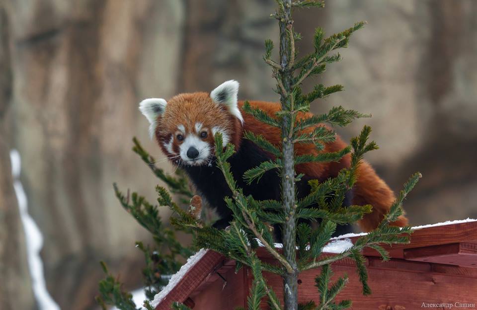 Красные панды Московского зоопарка впервые вышли на прогулку