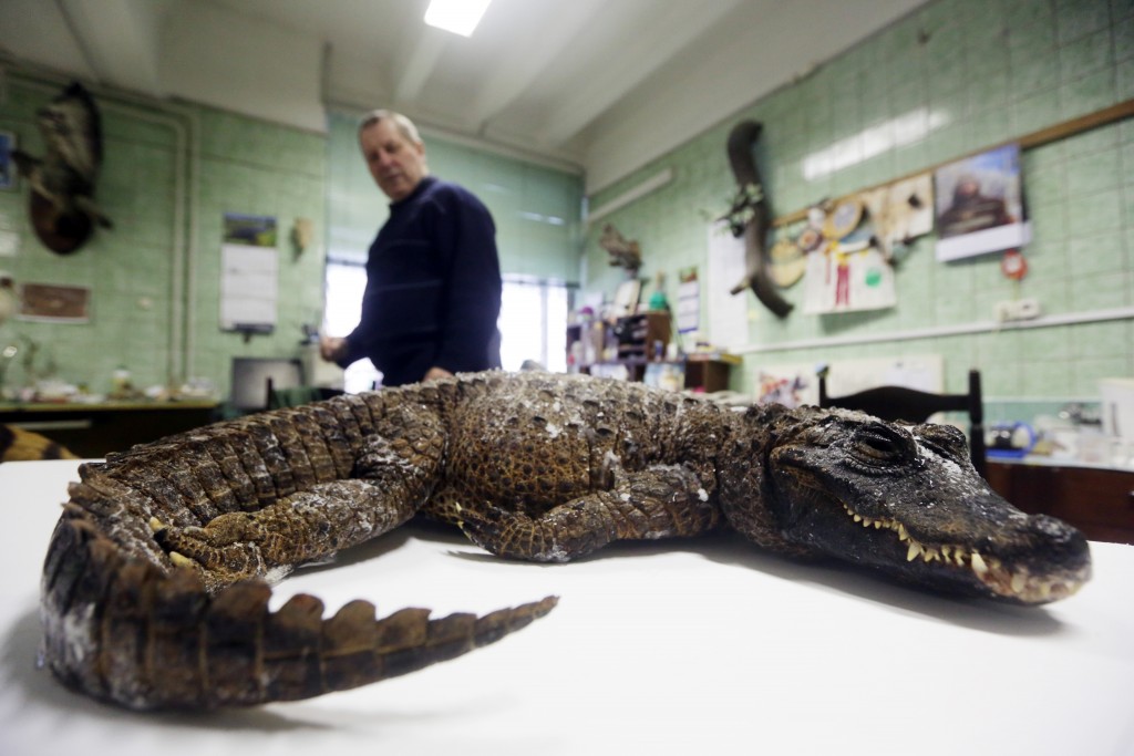 Крокодил Афа сделал прощальный подарок Дарвиновскому музею