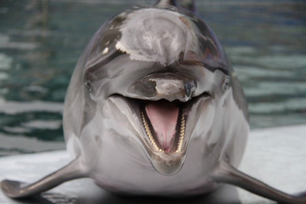 В «Москвариум» прилетели 14 дельфинов