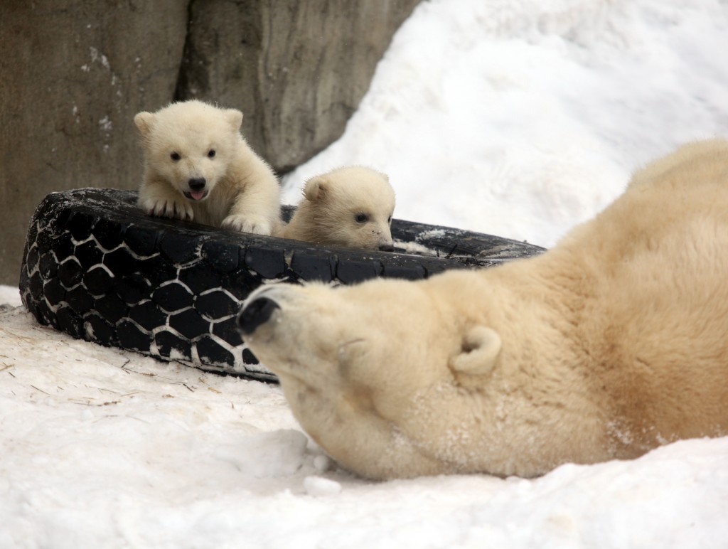Московский зоопарк представляет новогоднюю программу «Там, на заснеженных дорожках»
