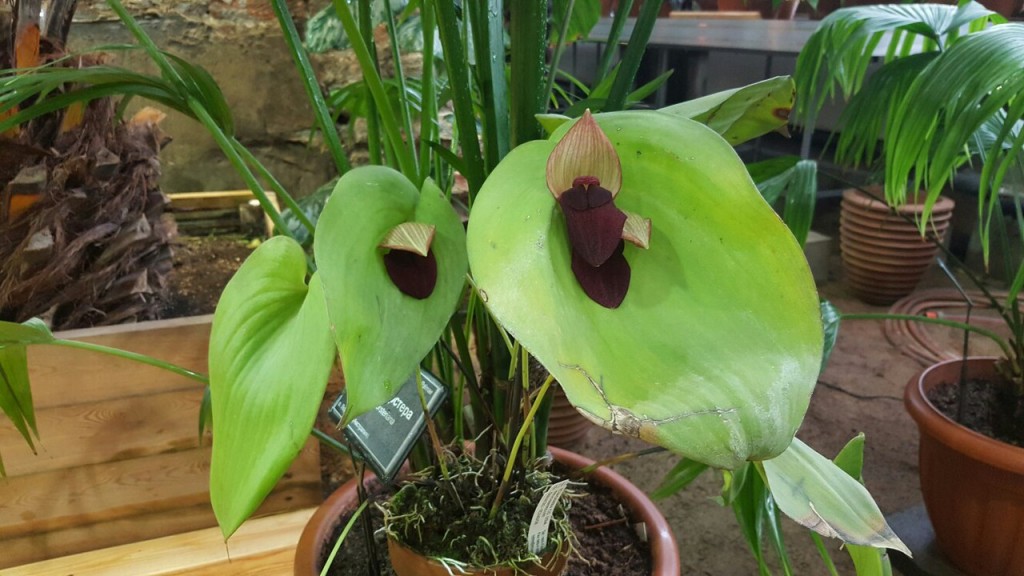 Редкая эквадорская орхидея распустилась в 