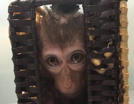 В аэропорту Домодедово обнаружен чемодан с лемурами и обезьянами