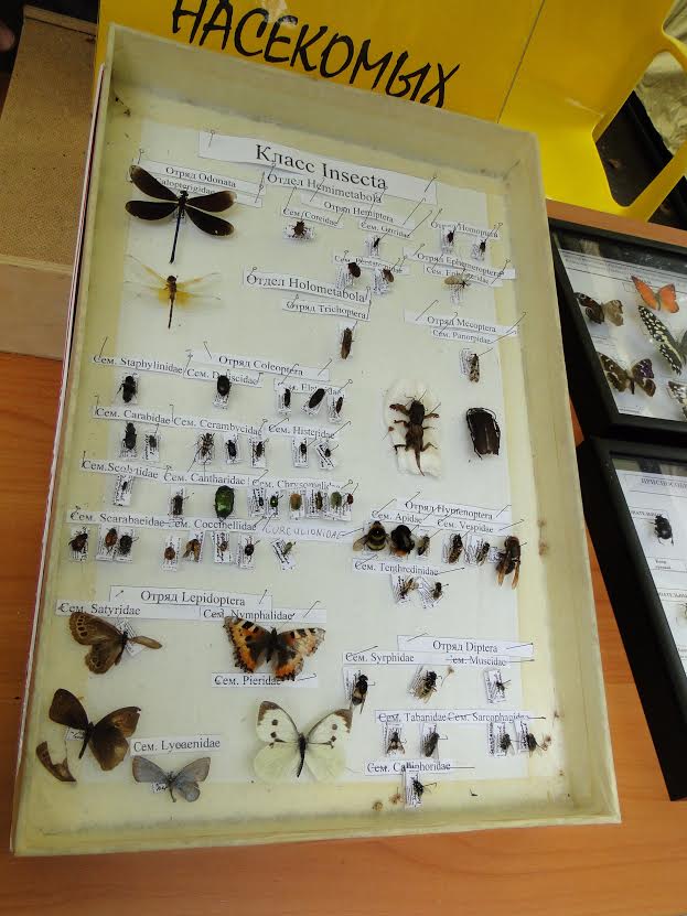 Самую большую бабочку увидят посетители Биологического музея