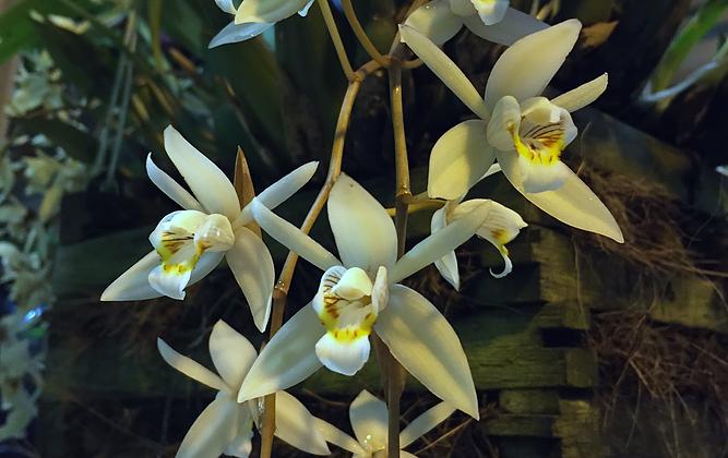 В Ботаническом саду зацвела пахучая орхидея Целогина пониклая