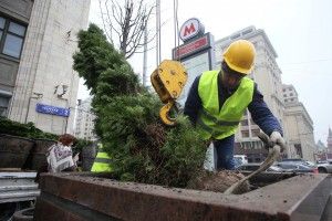 Замена лип на туи на Тверской улице