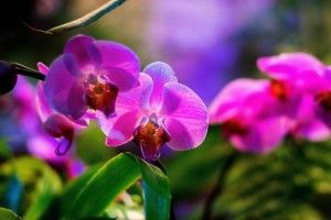 В "Аптекарском огороде" расцвела Орхидея-тюльпан. Фото: пресс-служба "Аптекарского огорода"