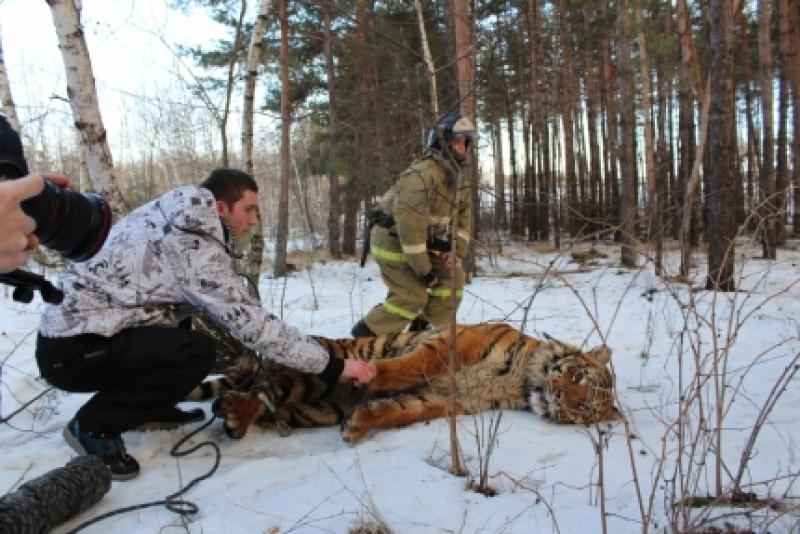 В Воронежской области поймали сбежавшего тигра