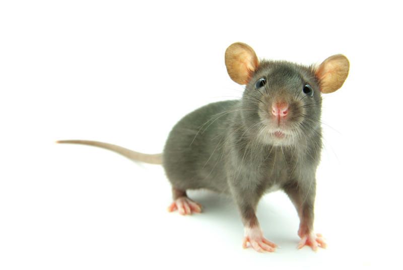 Москвичей призвали не контактировать с крысами во время дератизационных работ