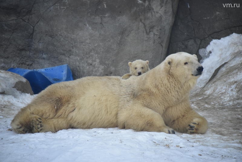 День белого медведя пройдет в Московском зоопарке