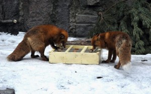 фото: пресс-служба Московского зоопарка