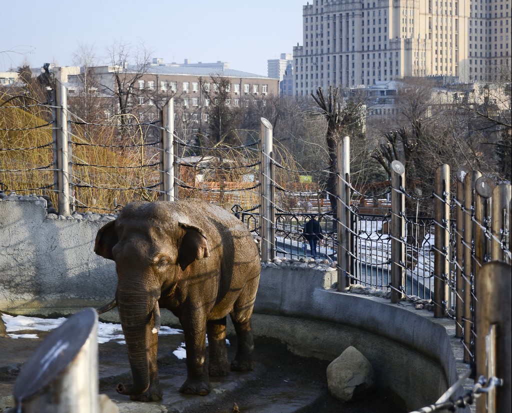 Музей слонов в Московском зоопарке начнет принимать посетителей с 18 марта