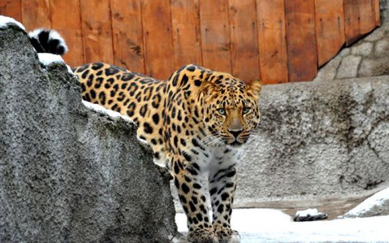 Московский зоопарк начнет работать по летнему графику с 1 апреля