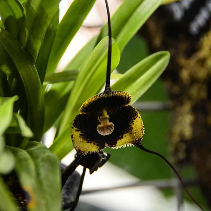 Орхидея Дракула Влад Цепеш удивит москвичей в «Аптекарском огороде»