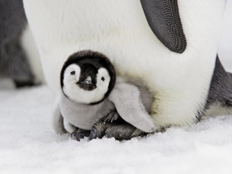 В столичном зоопарке через месяц вылупятся пингвины