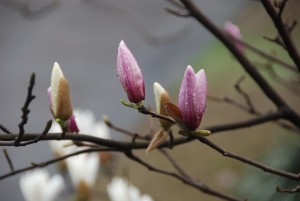 magnolia-952724_960_720