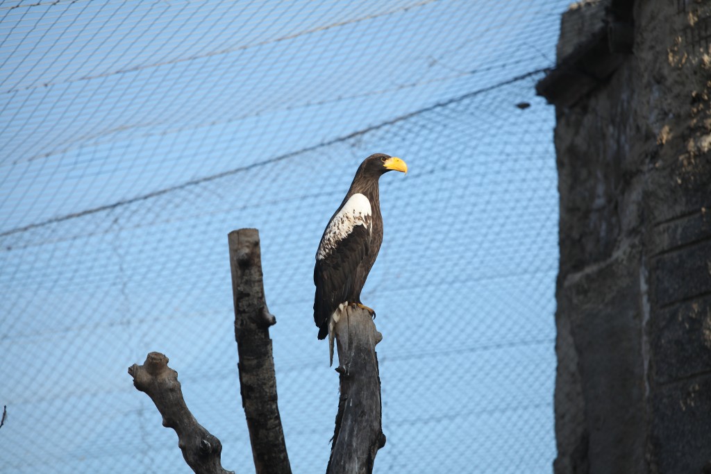 Московский зоопарк открыл для посетителей правое крыло «Дома птиц»