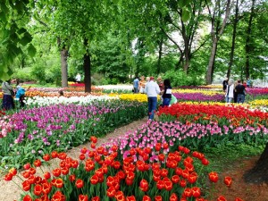 В центре Москвы пройдет Весенний фестиваль цветов. Фото: пресс-служба Аптекарского огорода