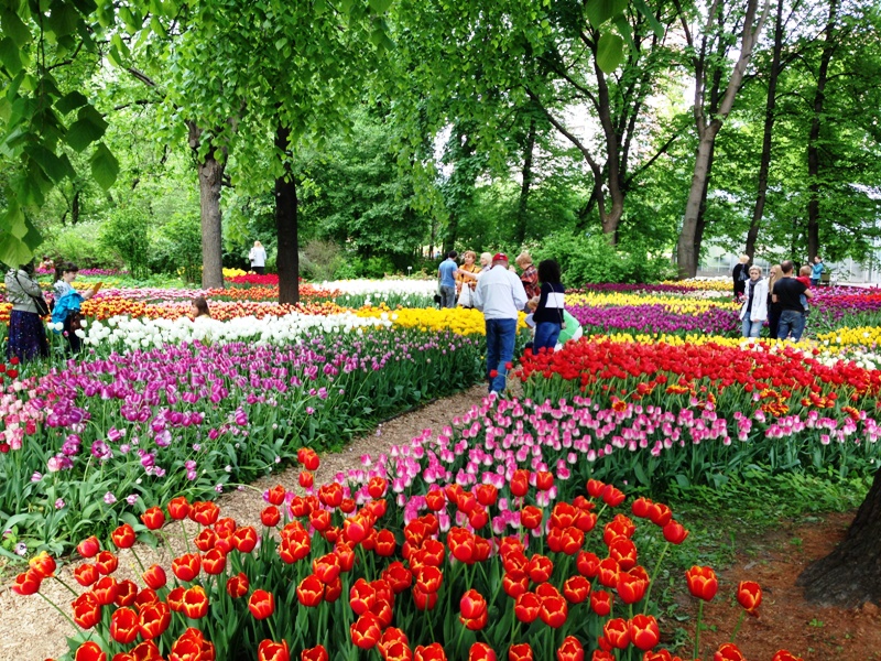 В центре Москвы пройдет Весенний фестиваль цветов