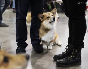 Собаки породы вельш-корги пенброк поступят на службу в московскую полицию