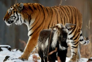 Тигр Амур и козел Тимур: тигры не любят есть козлов