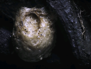 Лягушачье гнездо. Фото: скрин из видеоролика Московского зоопарка