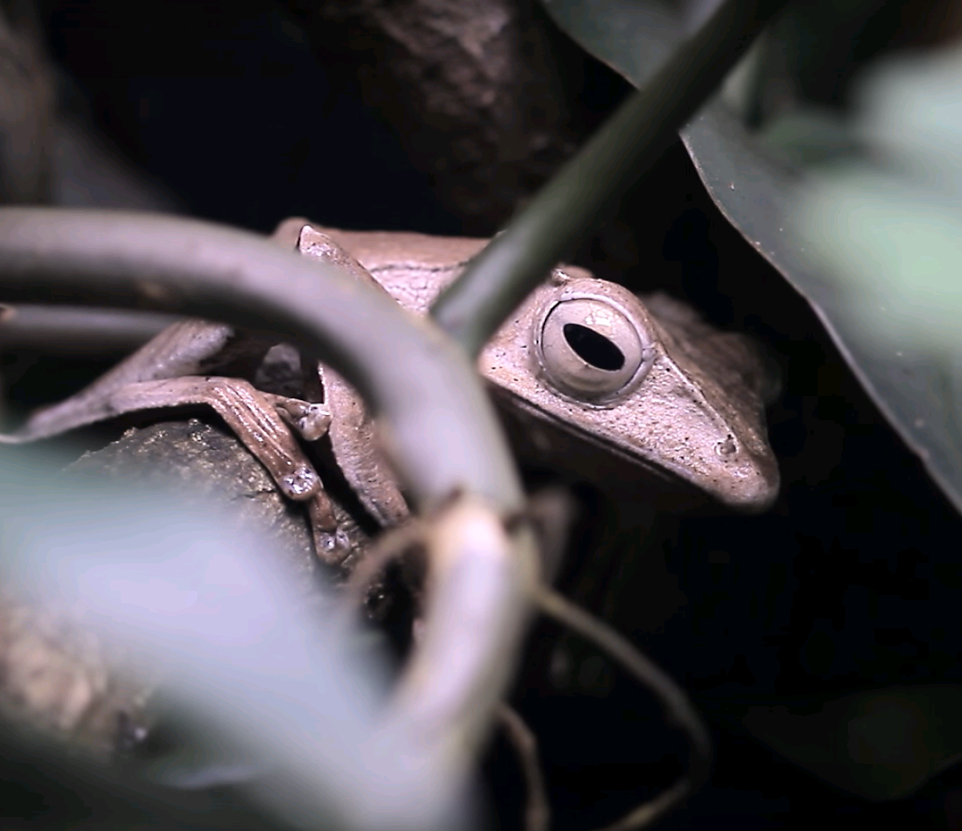 Лягушки свили гнезда в Московском зоопарке