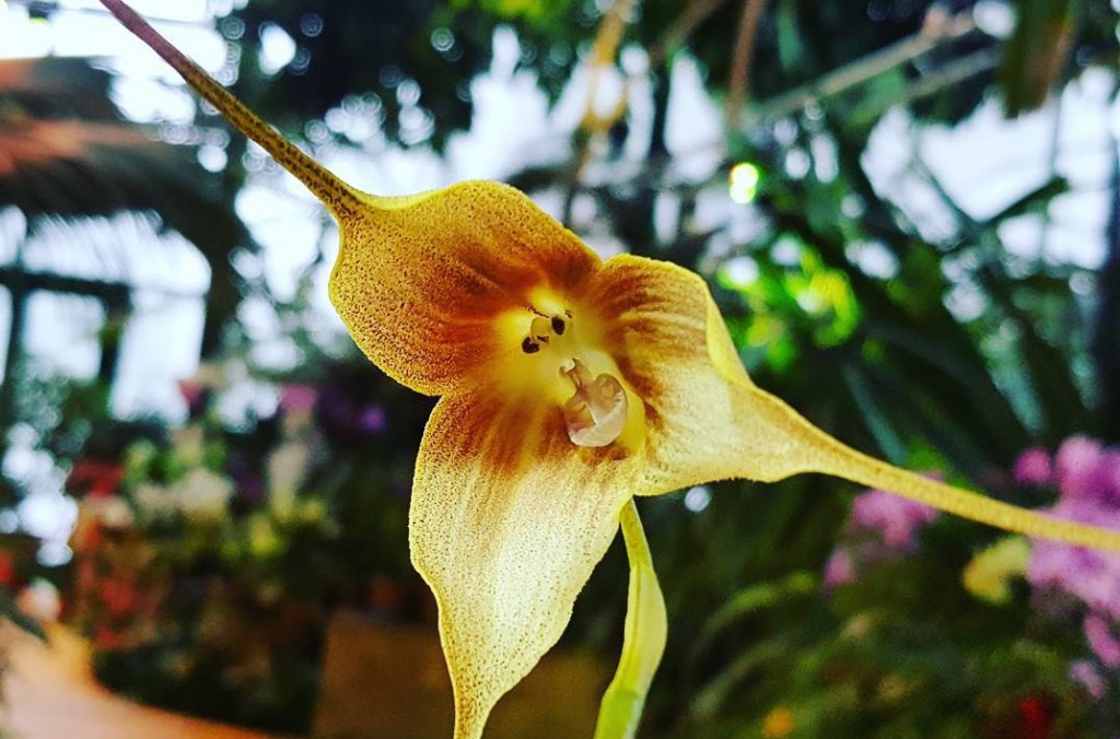 Распустившаяся Филиппинская орхидея украсила «Аптекарский огород»