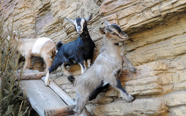 Камерунские козы и карликовые бараны из Московского зоопарка дали потомство