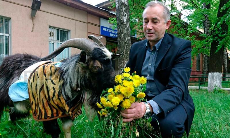 Московские ветеринары вылечили козла Тимура после укуса тигра Амура