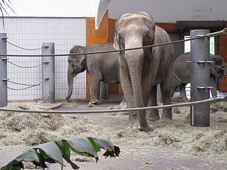 Дата дня: 20 июня - неофициальный Всемирный день защиты слонов в зоопарках