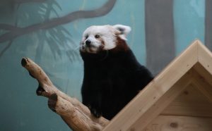 Московский зоопарк отменит санитарный день 13 июня. Фото: "Вечерняя Москва"