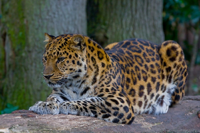 Леопард Николай поселится в Московском зоопарке