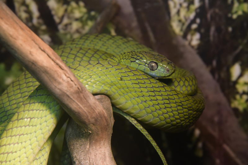Жители дома обнаружили у себя в подъезде змею
