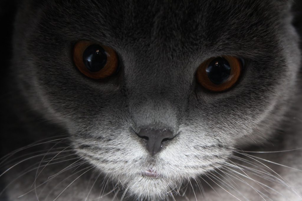 Всемирный День петербургских котов и кошек