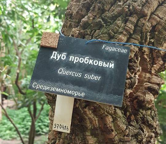 Крымский ботанический сад подарил «Аптекарскому огороду» сеянцы редкого дуба