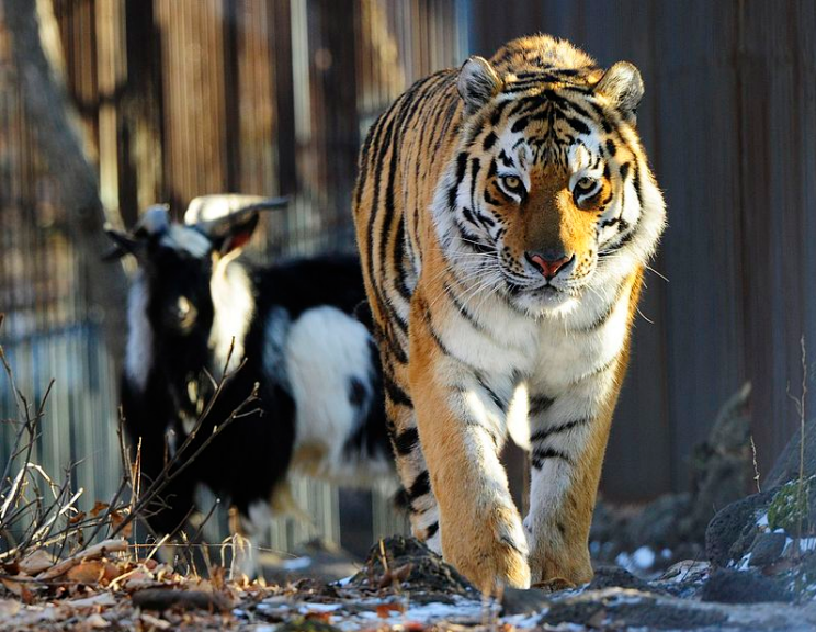 Международный день тигра: 5 самых полосатых знаменитостей